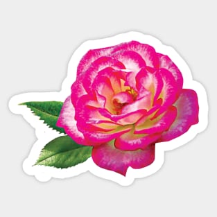 Roses - Pink and White Rose Sticker